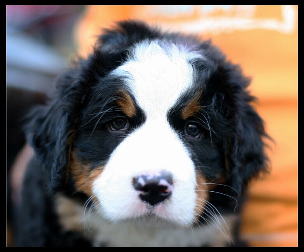 伯恩山犬